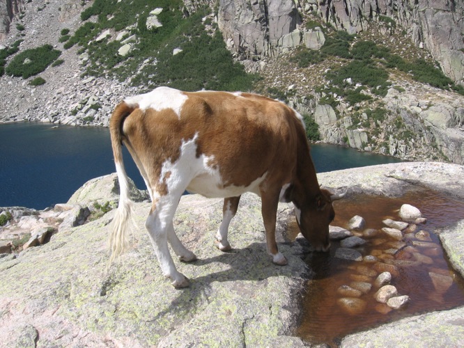 Kuh auf Korsika